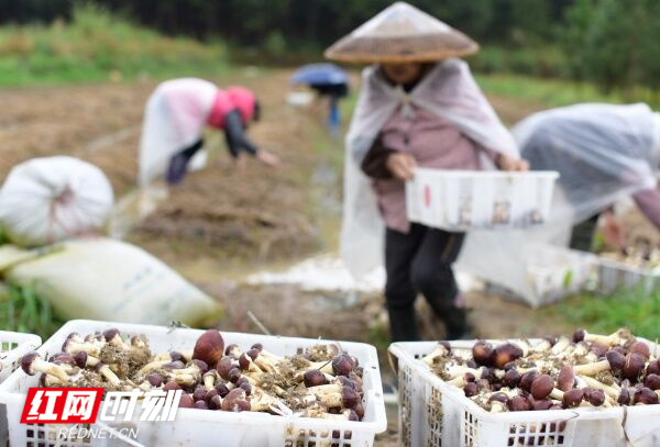 目前，首期种植的10亩大球盖菇迎来丰收，预计亩产可达1500公斤，每亩纯收入1万元。