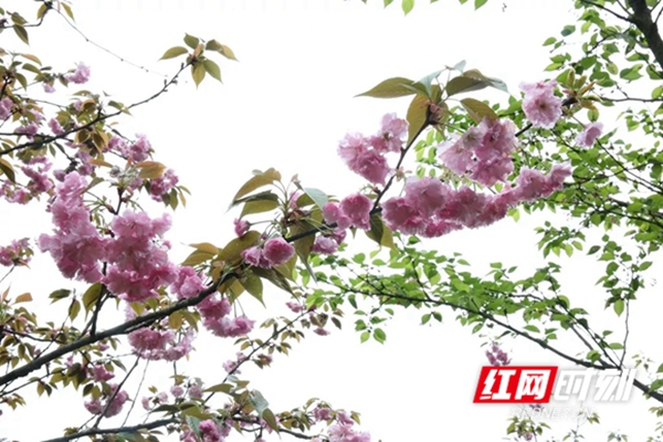 洪江樱花节2021年图片