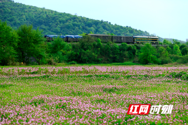 驶往春天的列车。4月6日，一列货车从花田间驶过。（唐明登）