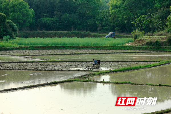 春耕春播时节，田间地头一派忙碌景象。（唐明登）