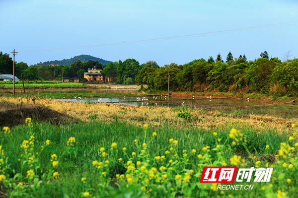 一群白鹭在水田里觅食。（唐明登）