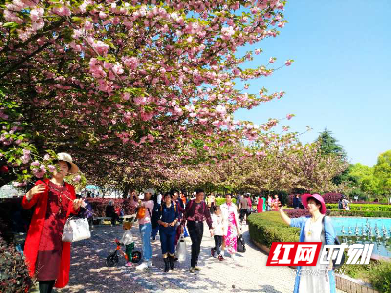 4月7日，清明节放假的第3天，天气晴好，市民纷纷前往怀化学院观赏樱花并合影留念。