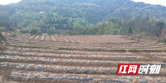 永定区王家坪镇木山村完成茅岩莓栽植120余亩