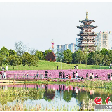 清明小长假117.38万人次游长沙 拉开今年旅游旺季的序幕