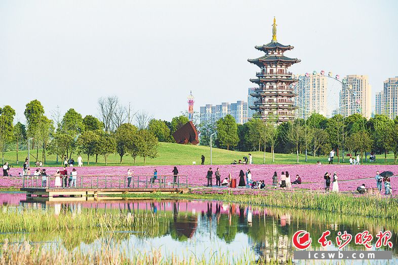 　　昨日，长沙洋湖湿地公园迎来节日旅游高峰，众多市民游客在这里享受春日暖阳下的惬意。   长沙晚报全媒体记者 余劭劼 摄  