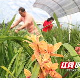 宁远：土地整治惠民生 兰花飘香助农富