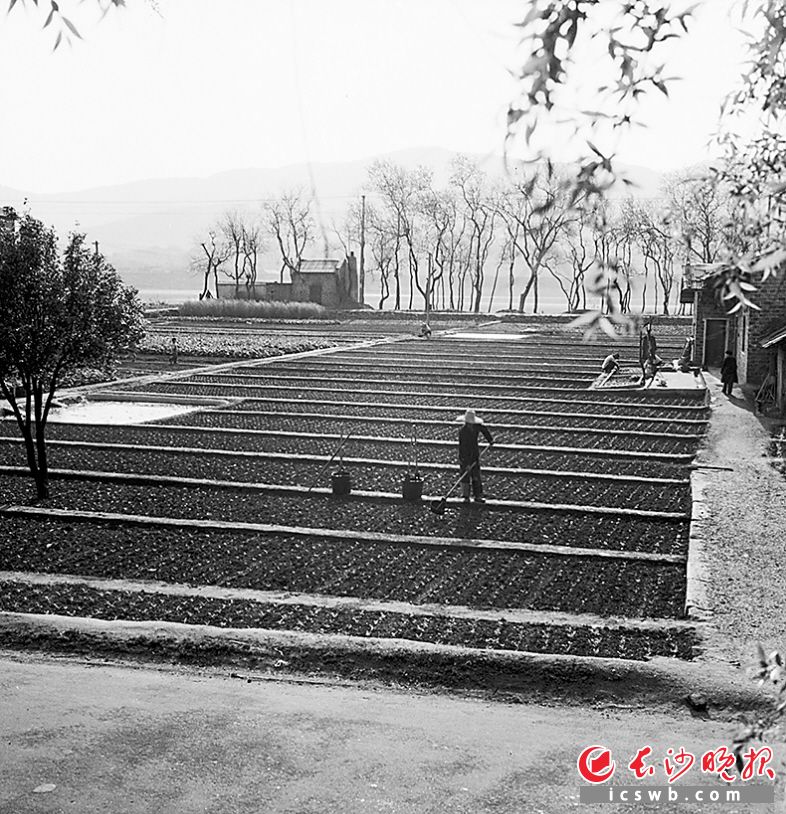 　　↑1956年4月14日，橘子洲上的居民正在给菜地施肥。当年洲上出产的蔬菜需要通过船只运送到主城区。