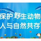 非法收购出售猫头鹰 娄底首例野生动物保护公益诉讼案宣判 