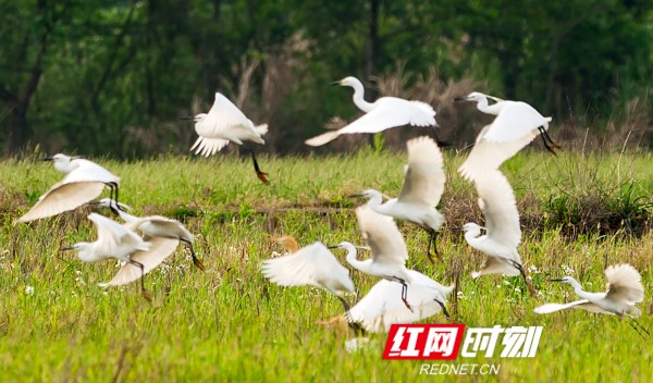 日前，一群白鹭在湖南省东安县川岩乡的稻田里觅食嬉戏，时儿结伴高飞，时儿驻足小憩，时儿低空俯冲，时儿散落田间，展现出一幅人与自然和谐相处的生态田园画卷。