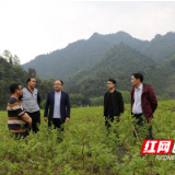 我在脱贫一线丨父子乡贤用莓茶产业带领乡亲们脱贫