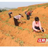 宁远：土地开发项目区 农民种植红薯忙
