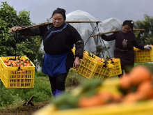 抽检砂糖橘杀虫剂残留超标一倍 湖南市场四批次食品国检不合格