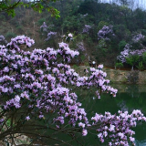 双牌：观云海赏花海 阳明山迎来一年最美季节