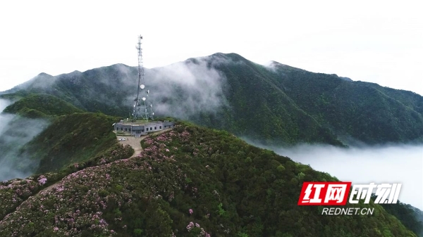 双牌：28种杜鹃花次第开 阳明山迎来一年最美季节