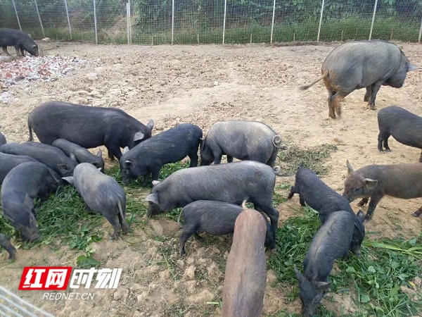 道县八家村：拓宽增收渠道 助力乡村振兴