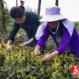 双牌：县领导调研云台山藤茶产业