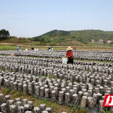 户帮户 亲帮亲丨新田：义工建木耳基地帮助困难群众在家门口就业