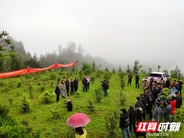 江华高山云雾有机茶开种 打造“茶旅中心”