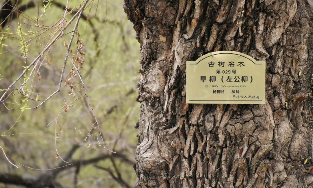 柳湖公園裡的