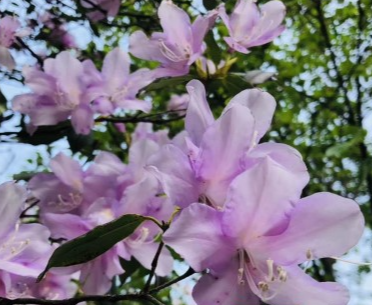 视频丨永州阳明山：樱花杜鹃齐浪漫  迎来赏花旅游高峰