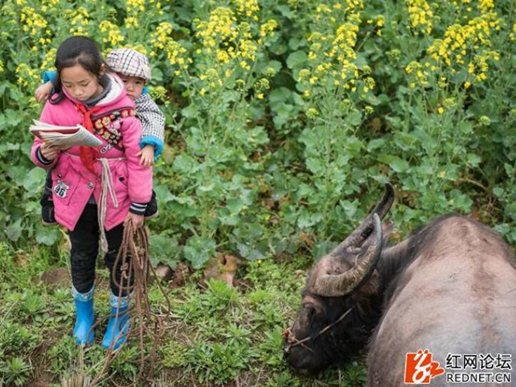 背着妹妹放牛看书的小女孩火了 网友赞：可爱又可敬