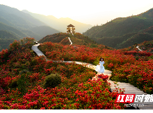 春夏之交别样红！浏阳大围山国际杜鹃花节4月20开幕