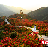 春夏之交别样红！浏阳大围山国际杜鹃花节4月20开幕