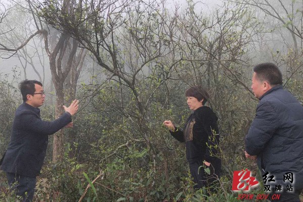 湖南省农科院专家下乡指导 助力双牌乡村振兴