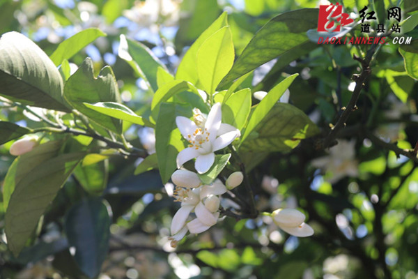 　　4月16日，笔者走进道县白芒铺镇陀仂复村村支部书记蒋梦春的300多亩冰糖橙基地内，只见上万株柑橘花进入盛开期。微风吹过，花香沁人心脾，一朵朵白色的柑橘花如同林间跳跃的小天使，令人陶醉。