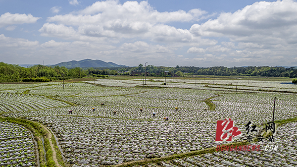 　　暮春时节，春耕正当时。4月16日，东安县大庙口镇烤烟合作社组织村民在烟田培土，俯看千亩成行成垄的烟苗犹如大地上流动的调色盘。