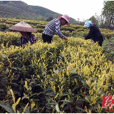 双牌：为茶企排忧解难 促产业发展