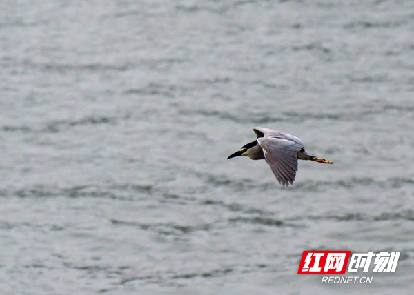 浏阳河上，鸟儿自由飞翔。