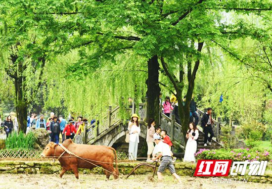 谷雨时节春耕忙 张家界黄龙洞景区田园风光醉游人