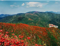 永州阳明山：杜鹃花季红似火 音乐盛会等你来