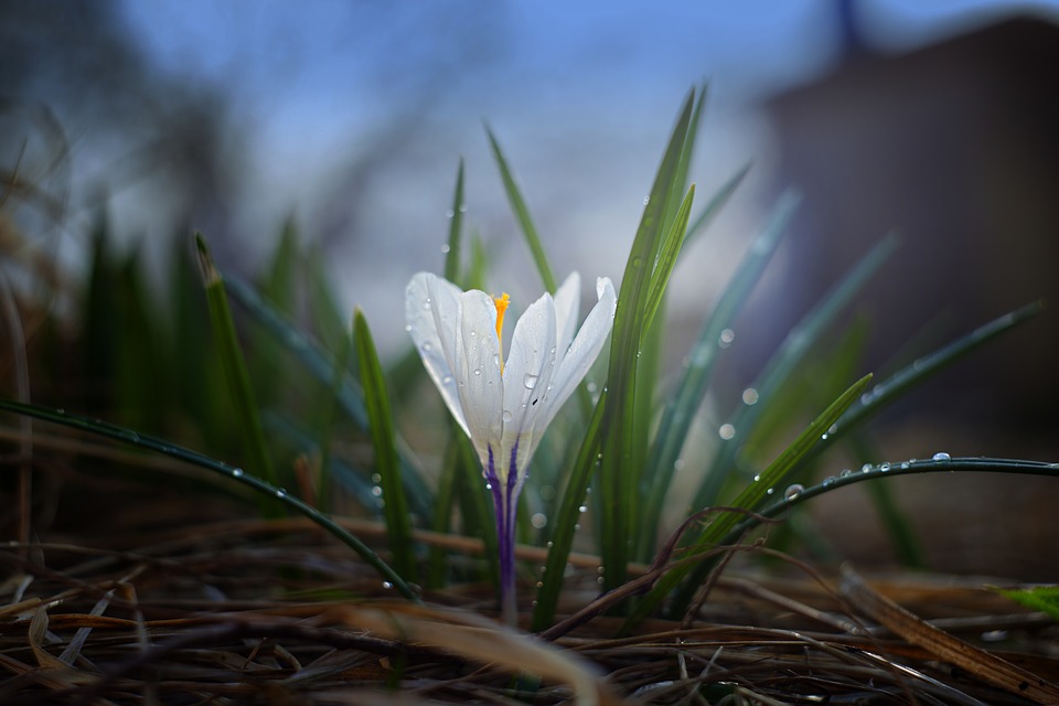 nature-3103701_960_720.jpg