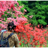 五彩缤纷花朵奇特！省植物园珍稀杜鹃进入盛花期