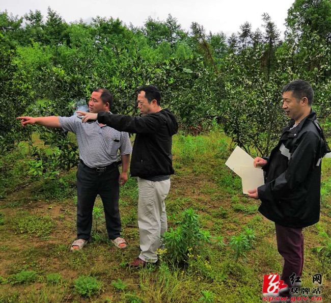 强化措施，稳步推进夏季木虱防治