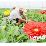 红边城故事 | 种下非洲菊，开出"致富花"