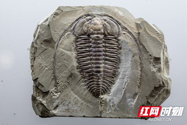 济南馒头山三叶虫化石图片
