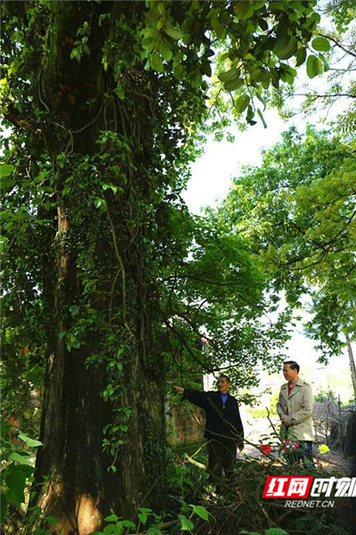 零陵六百年古树长出树中树