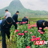 花垣:村民种植罂粟 公安民警依法铲除