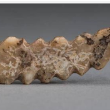 河南巩义双槐树遗址出土五千年前牙雕蚕 见证丝绸之源