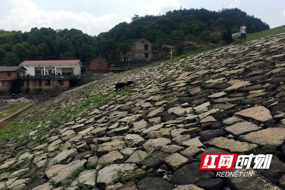 位于长沙县北山镇白溪冲水库的排水棱体夏小伟 供图