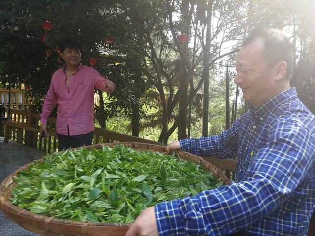 “五彩茶”香雪峰山 茶旅融合出新篇  ——省供销社主任曾震亚率潇湘茶业专家考察调研雪峰山旅游