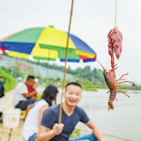今春气候湿冷小龙虾大规模上市延后 吃货们要等等