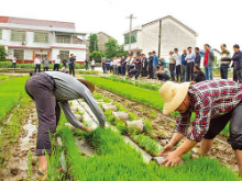 浏阳：水稻种植新技术亮相北盛