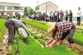 浏阳：水稻种植新技术亮相北盛