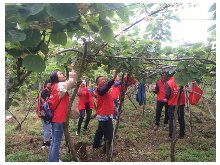 凤凰：菖蒲塘村产业志愿服务队指导果农对猕猴桃进行授粉