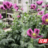 村民误把罂粟当药材 龙山查处3起非法种植毒品原植物案