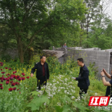 菜地里惊现罂粟花 凤凰警方当场铲除